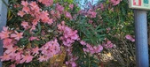 Enlarge photo 356