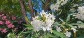 Enlarge photo 361