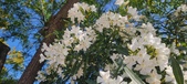 Enlarge photo 363