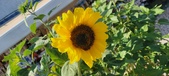 Enlarge photo 374