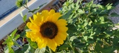 Enlarge photo 375
