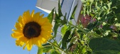 Enlarge photo 377