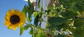 Enlarge photo 378