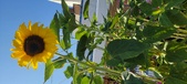 Enlarge photo 379