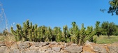 Enlarge photo 383