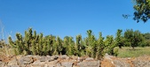 Enlarge photo 384
