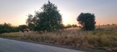 Enlarge photo 490