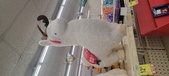 Enlarge photo 55