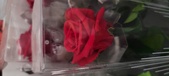 Enlarge photo 54