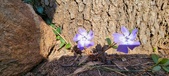 Enlarge photo 41