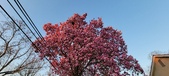 Enlarge photo 78