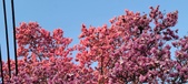 Enlarge photo 81
