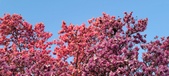 Enlarge photo 85