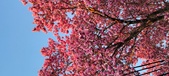 Enlarge photo 84