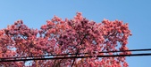 Enlarge photo 83