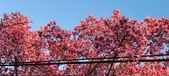 Enlarge photo 82