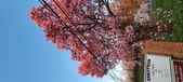 Enlarge photo 87
