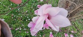Enlarge photo 95