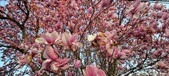 Enlarge photo 96