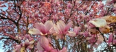 Enlarge photo 97