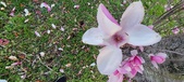 Enlarge photo 100