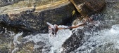 Enlarge photo 457