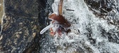 Enlarge photo 455
