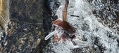 Enlarge photo 462