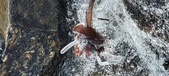 Enlarge photo 461