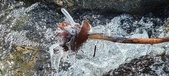 Enlarge photo 460