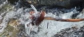 Enlarge photo 466