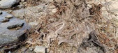 Enlarge photo 473