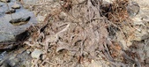 Enlarge photo 475
