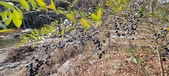 Enlarge photo 492