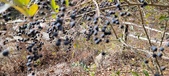 Enlarge photo 493