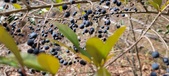 Enlarge photo 494