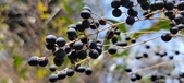 Enlarge photo 497