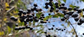 Enlarge photo 498