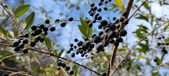 Enlarge photo 502