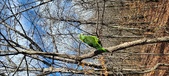 Enlarge photo 239