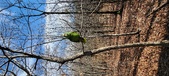 Enlarge photo 238