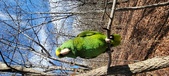 Enlarge photo 236