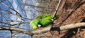 Enlarge photo 240