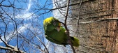Enlarge photo 242