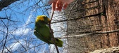 Enlarge photo 244