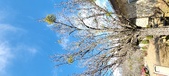 Enlarge photo 259