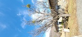 Enlarge photo 260