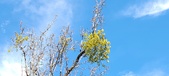 Enlarge photo 261