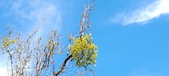 Enlarge photo 262