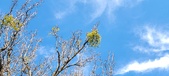 Enlarge photo 263